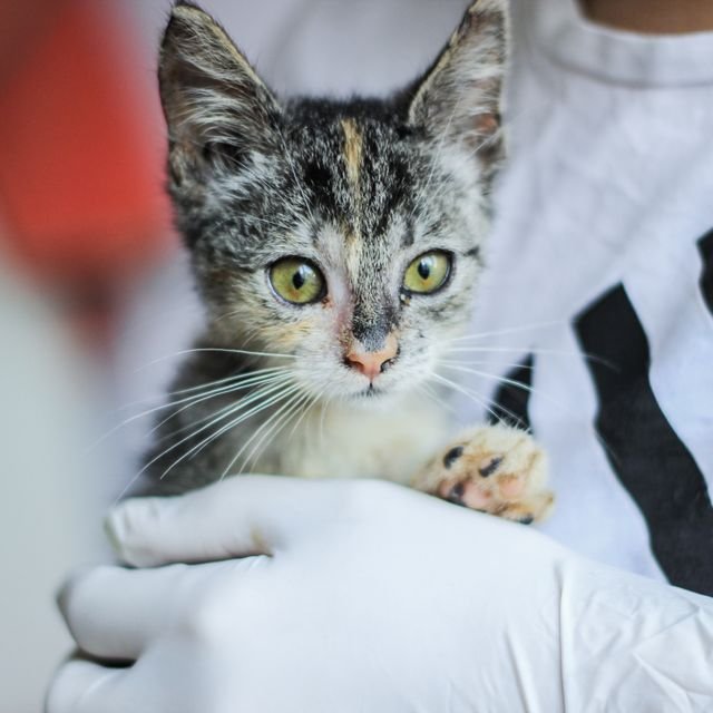 Yavru kedi ilk ziyarette
