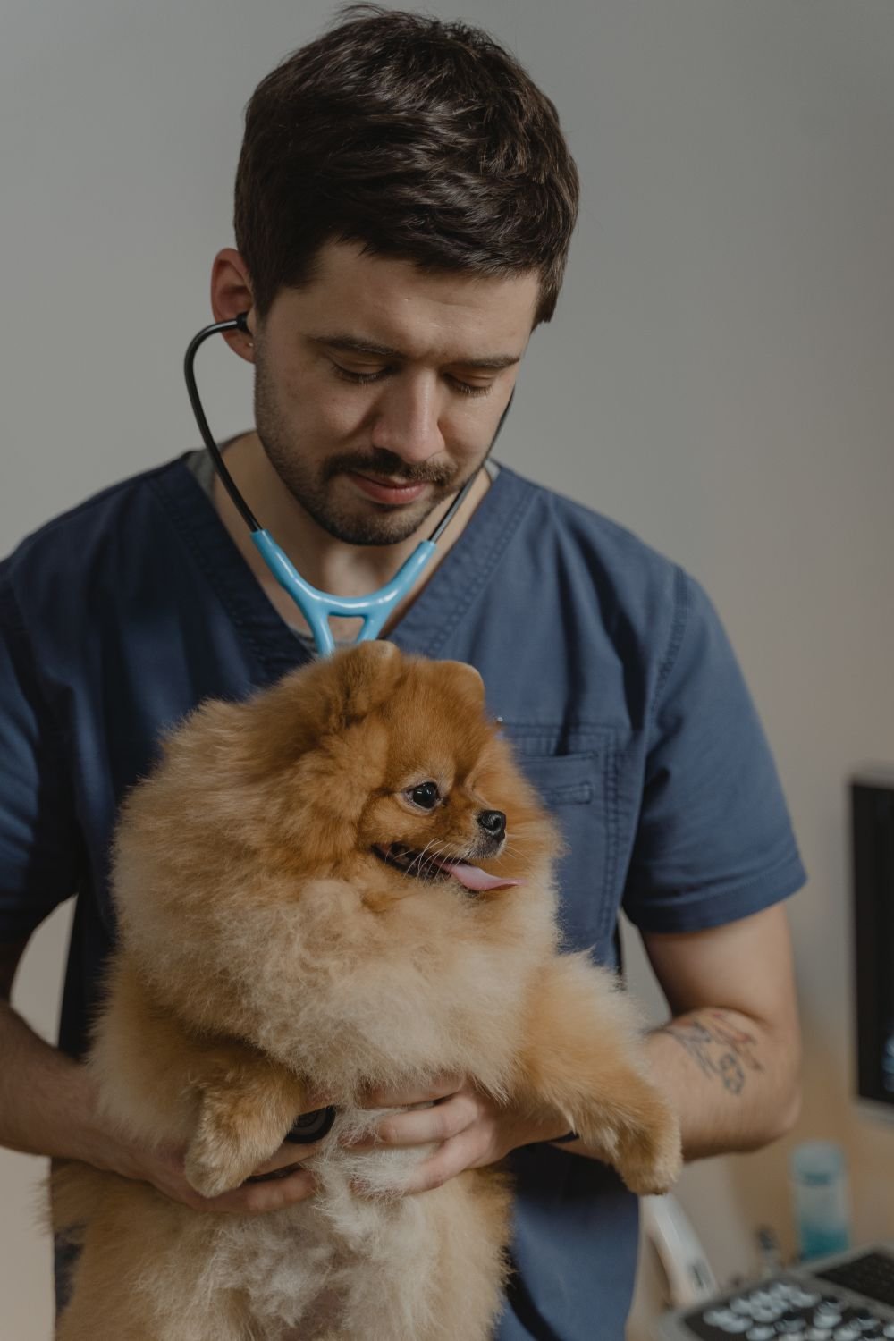 Veteriner hekim muayene sırasında bir köpeği tutuyor