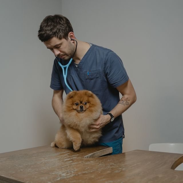 Köpek