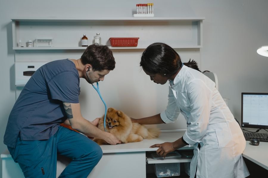 Veteriner muayene odasında köpeği kontrol ediyor