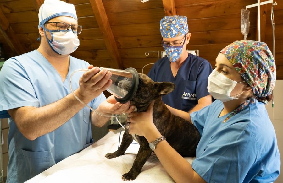 Klinik ekibi köpeği ameliyata hazırlıyor